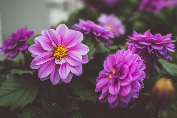 Transformez Vos Plantes d'Intérieur pour un Hiver Épanouissant : Astuces Essentielles à Ne Pas Manquer